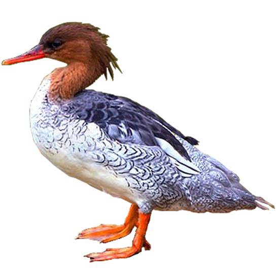 Scaly-sided Merganser Duck